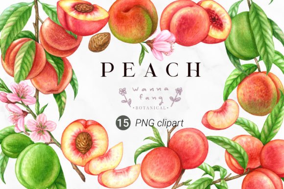 Download Peach Fruit Watercolor Clipart, PNG - Clipart Collection