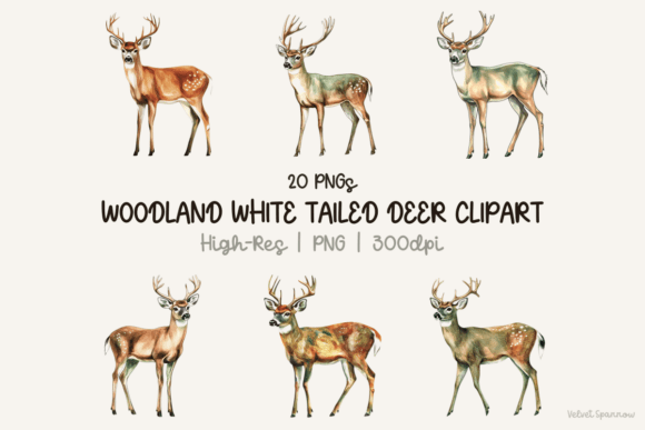 Download Woodland White Tailed Deer Clipart - Clipart Collection